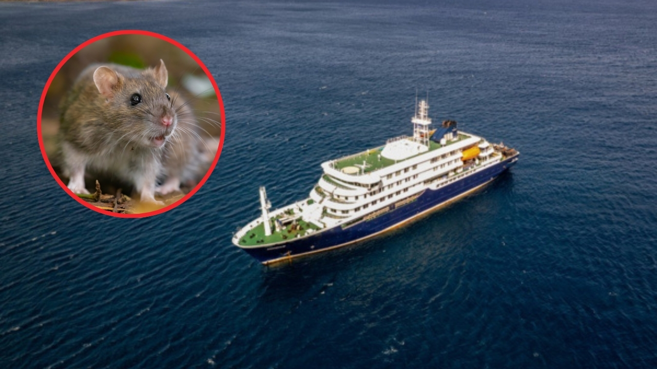 La OMS eleva a 8 los casos de hantavirus en el crucero que salió desde Argentina
