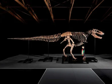 Tyrannosaurus rex será subastado por hasta 30 millones de dólares
