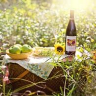 Día Internacional del Picnic - Noticias de hoy en República Dominicana | De Último Minuto