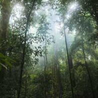 Día Internacional de los Bosques Tropicales