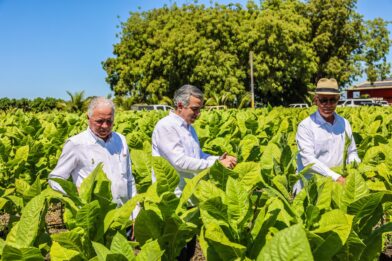 RD reporta 1.359 millones de dólares en exportaciones de tabaco en 2025