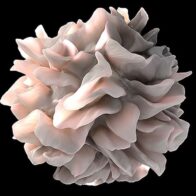 Descubren un nuevo beneficio de la creatina vinculado al sistema inmune y la prevención del cáncer