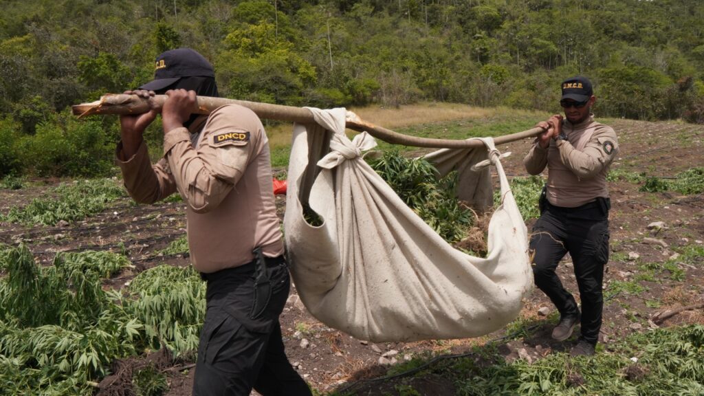 DNCD desmantela plantación de marihuana en San José de Ocoa; tres personas fueron arrestadas - Noticias de hoy en República Dominicana | De Último Minuto