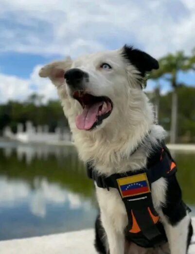 Tsunami, el perro rescatista que pasó del abandono a salvar vidas en Venezuela - Noticias de hoy en República Dominicana | De Último Minuto