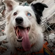 Tsunami, el perro rescatista que pasó del abandono a salvar vidas en Venezuela - Noticias de hoy en República Dominicana | De Último Minuto