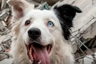 Tsunami, el perro rescatista que pasó del abandono a salvar vidas en Venezuela - Noticias de hoy en República Dominicana | De Último Minuto