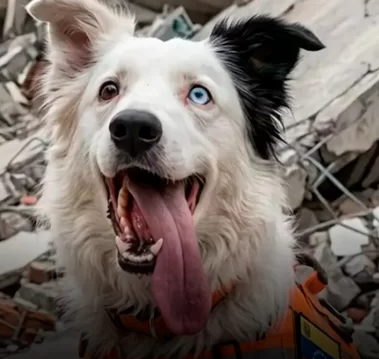 Tsunami, el perro rescatista que pasó del abandono a salvar vidas en Venezuela - Noticias de hoy en República Dominicana | De Último Minuto