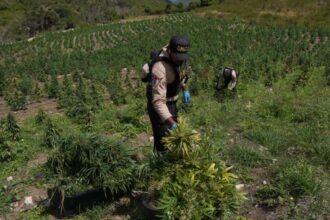 DNCD eleva a 3,533 las plantas de marihuana decomisadas en San José de Ocoa