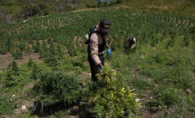 DNCD eleva a 3,533 las plantas de marihuana decomisadas en San José de Ocoa
