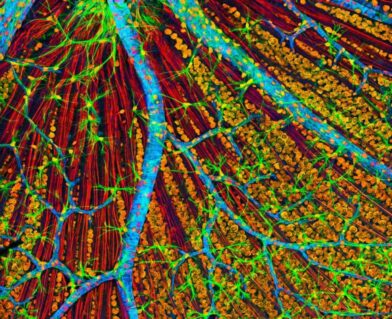 La primera terapia genética para rejuvenecer células humanas inicia pruebas en pacientes con glaucoma