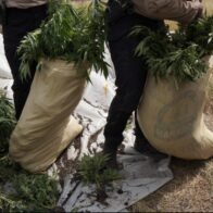 DNCD desmantela plantación de marihuana en San José de Ocoa; tres personas fueron arrestadas - Noticias de hoy en República Dominicana | De Último Minuto