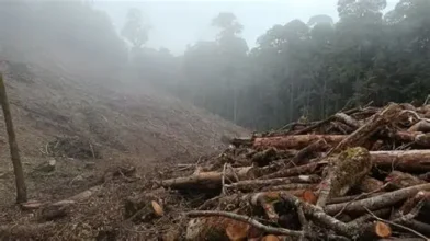 Se reporta tala masiva de árboles en la autopista 6 de Noviembre cerca del peaje