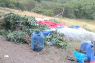 Autoridades desarticulan supuesto laboratorio clandestino y ocupan plantación de presunta marihuana en El Pinar, Ocoa