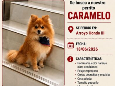 Buscan a "Caramelo", un perrito extraviado en Arroyo Hondo III - Noticias de hoy en República Dominicana | De Último Minuto