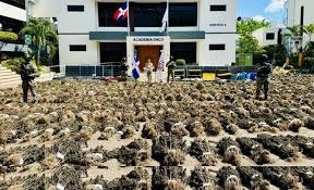 Autoridades intervienen siembra de más de 15,000 plantas de marihuana en San José de Ocoa