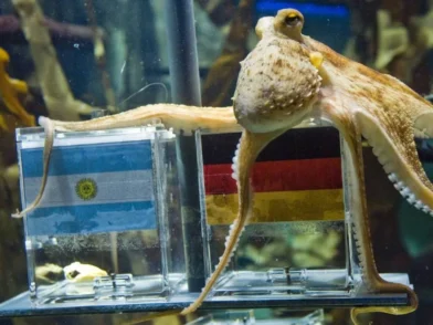 De Paul el pulpo a la Inteligencia Artificial: así evolucionan los pronósticos para el Mundial - Noticias de hoy en República Dominicana | De Último Minuto