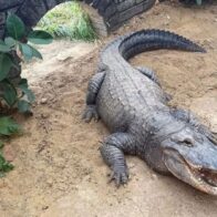 Niño de tres años queda grave tras ser lanzado a recinto de cocodrilos en zoológico - Noticias de hoy en República Dominicana | De Último Minuto