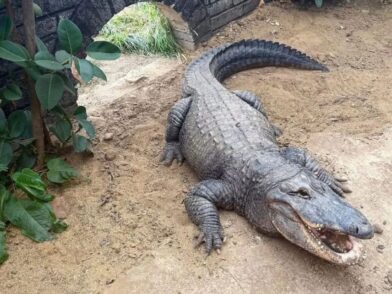 Niño de tres años queda grave tras ser lanzado a recinto de cocodrilos en zoológico - Noticias de hoy en República Dominicana | De Último Minuto