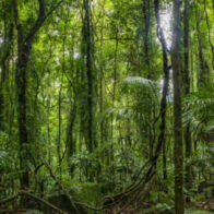 Día Internacional de la Preservación de los Bosques Tropicales