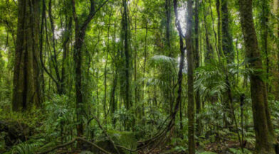 Día Internacional de la Preservación de los Bosques Tropicales