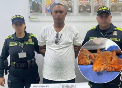 Hombre intentó viajar a República Dominicana con dos ardillas ocultas en sus genitales; una murió tras el rescate
