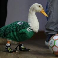Merlín, el pato que conquistó el Mundial y cambió la vida de una familia mexicana - Noticias de hoy en República Dominicana | De Último Minuto