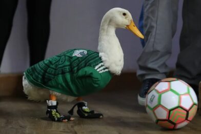 Merlín, el pato que conquistó el Mundial y cambió la vida de una familia mexicana - Noticias de hoy en República Dominicana | De Último Minuto