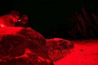 RD inicia plan pionero para rastrear a las tortugas marinas