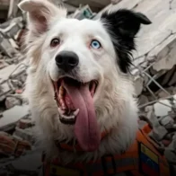 Tsunami, el perro rescatista que pasó del abandono a salvar vidas en Venezuela - Noticias de hoy en República Dominicana | De Último Minuto