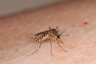 Estudio revela que el mosquito del dengue puede aprender a ignorar los repelentes