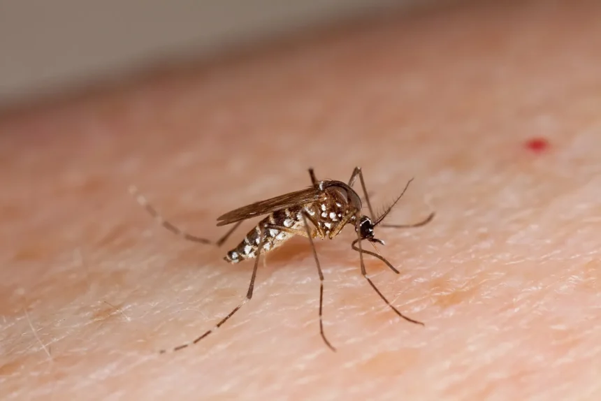 Estudio revela que el mosquito del dengue puede aprender a ignorar los repelentes