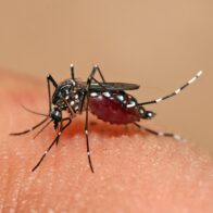 Ministerio de Salud reporta 1,411 casos acumulados de dengue en Costa Rica en lo que va del 2026