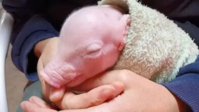 Argentina logra el nacimiento del primer cerdo clonado de Latinoamérica para futuros trasplantes en humanos