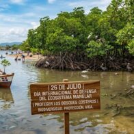 Día Internacional de Defensa del Ecosistema Manglar: un llamado a proteger los bosques costeros