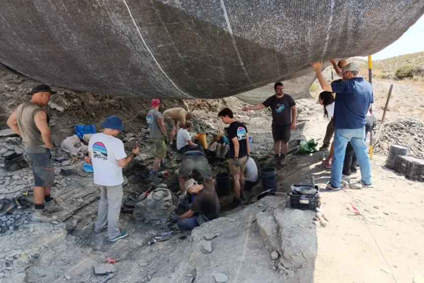 Restos fósiles hallados en Igea apuntan a una especie de dinosaurio no descrita
