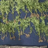 Descubren cultivo de 45 plantas de marihuana y destruyen vivero en San José de Ocoa