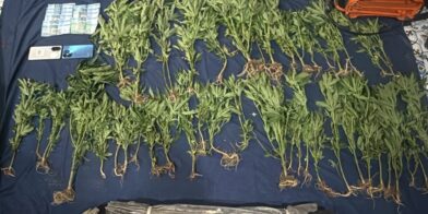 Descubren cultivo de 45 plantas de marihuana y destruyen vivero en San José de Ocoa