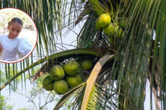 Niña muere tras ser impactada por una mata de coco durante labores agrícolas en Nagua