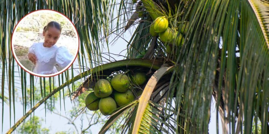 Niña muere tras ser impactada por una mata de coco durante labores agrícolas en Nagua