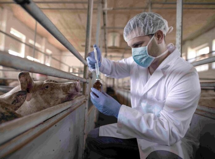 El 61% de las enfermedades en humanos son de origen zoonótico, alerta la sanidad de Perú