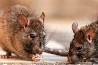 Salud Pública reporta 196 casos de leptospirosis y 15 fallecimientos en lo que va de 2026