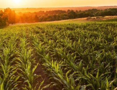 Campo Joven aprueba 352 proyectos y beneficia a 587 jóvenes con préstamos a tasa cero - Noticias de hoy en República Dominicana | De Último Minuto
