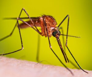 El dengue se dispara un 25% en Costa Rica: reportan más de 2,800 casos en lo que va del 2026