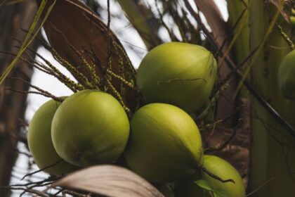 República Dominicana celebrará su primera Cumbre del Coco