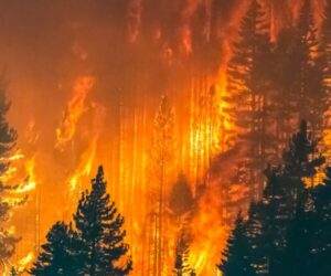 Incendios forestales azotan Europa: decenas de heridos y miles de evacuados