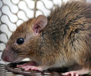 RD registra casi el triple de casos de leptospirosis en 2026