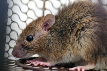 RD registra casi el triple de casos de leptospirosis en 2026