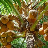 Siembra de coco.