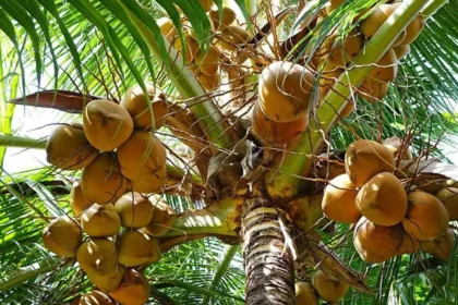 Siembra de coco.