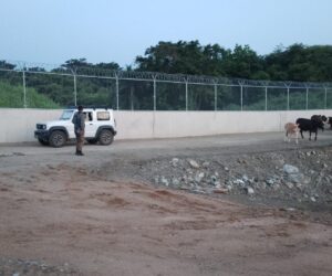 Patrulla del Ejército recupera ganado robado y frustra intento de traslado ilegal hacia Haití
